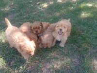 Tuvalet eğitimli maltipoo yavrular