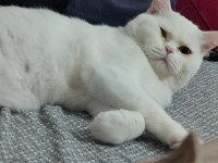 10 aylık beyazım british shorthair