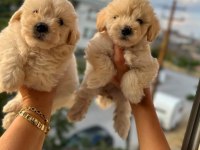 Pofuduk maltipoo köpekler