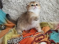 Golden scottish fold erkek bebekler