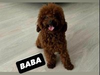 Toy poodle ev ortamında