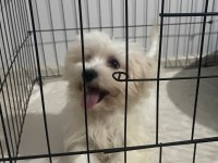 3 AYLIK MALTESE YAVRUMUZA YUVA ARIYORUZ