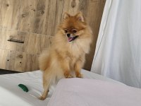 Pomeranian micro dişi