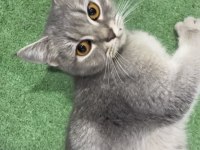 Sokakta yaşamaya çalışan cins kedimiz