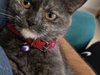 British Shorthair 3 Yaşında