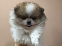Show Kalite Tea Cup Teddy Pomeranian Boo Yavrular