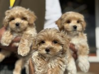 Ankaranın en güzel kore maltipoo yavruları