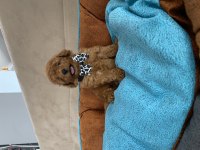 ANNE ALTINDAN TUVALET TERBİYELİ EN MİNİ BOY POODLE BEBEKLER