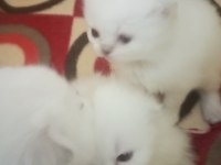 Orjinal blue point top kafa mavi gözlü kediler