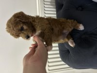 toy poodle ev ortamından
