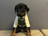 King Doberman Yavrularımız Mağazamızdan Sizlerle
