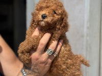 GÜNCEL 1450 GR TOY POODLE KIZIMIZ