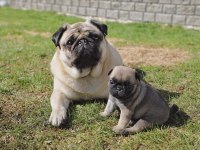 ERKEK PUG EĞİTİMLİ