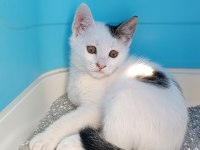 PRENSES KEDİMİZİN ŞANSI DÖNSÜN