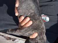 French bulldog yavrular sıfır burun sıfır kuyruk
