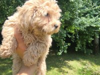MALTİPOO YAVRULARI