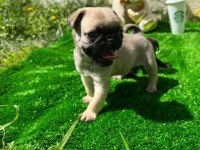 HAMBURGER SURAT GÜL KUYRUK PUG YAVRULAR