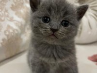 Yavru british shorthair kedimizi sahiplendirme