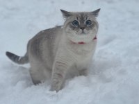 2 yaşında british shorthair dişi kedimiz