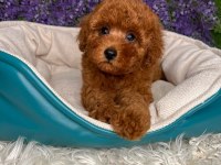 Toypoodle Yavrularımız
