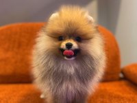 Pomeranian boo yavrularımız