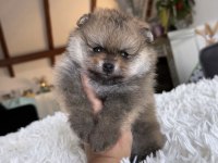 Pomeranian dişi ayı tipler