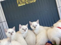 ORJİNAL IRK YAVRU KEDİLER MAGAZAMIZDA CANLI GÖRÜN