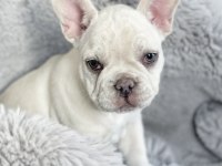 French bulldog platinum lilac