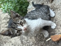 Kediye acil yuva ücretsiz