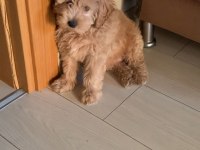 Aciliyeti var orjinal maltipoo yavruları