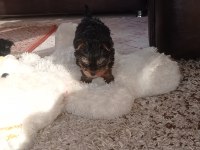 Yorkshire terrier yavrular a kalite
