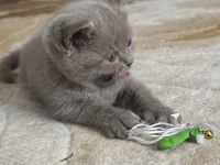45 günlük british shorthair