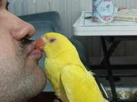 Kaliteli Mutasyon Pakistan Papağanı