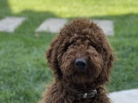 4 AYLIK ERKEK RED BROWN (KIZIL KAHVERENGİ) LABRADOODLE