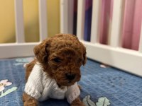 En sevimli toy poodle bebekler