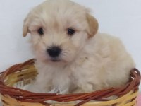 MALTİPOO YAVRU KÖPEKLERİMİZ