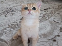 Golden cat british shorthair