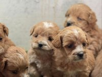 Mini mini maltipoo yavrularımız