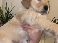 Dişi golden retriever yavrular