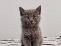 scottish ve british shorthair yavrular yuvalarını bekliyor