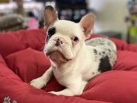 Mavi Gözlü Maskeli French Bulldog Erkek Yavrumuz