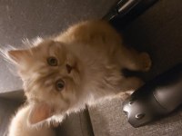 Ender Renkte British Longhair Kızımız
