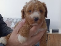 2.5 aylık toy poodle