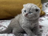Kaliteli british shorthair bebekler