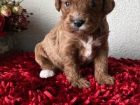 Sevimli Maltipoo