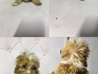 Maltipoo yavrular