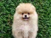 Dişi ve erkek pomeranian boo