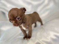 Çikolata chihuahua bebişler