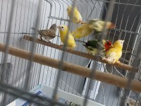 Cinnemon mavi yüz parrot lar