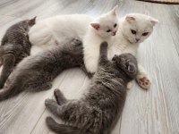 Safkan Bebeklerimizi Sahiplendiriyoruz Scottish Fold